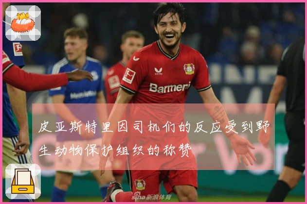 皮亚斯特里因司机们的反应受到野生动物保护组织的称赞